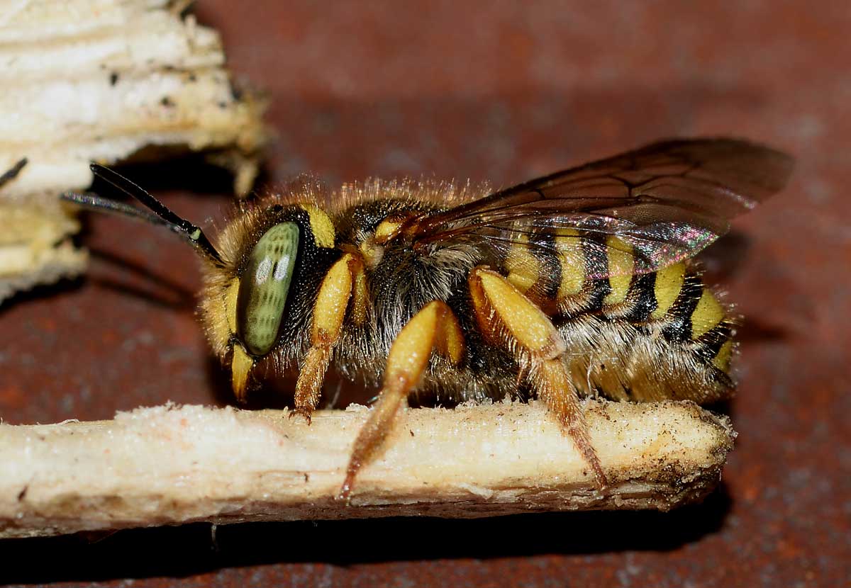 Pseudoanthidium sp. (Apidae Megachilinae), femmina