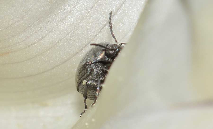 Spermophagus sp., Chrysomelidae, Bruchinae