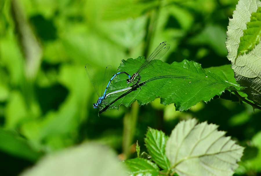 Platycnemis pennipes?