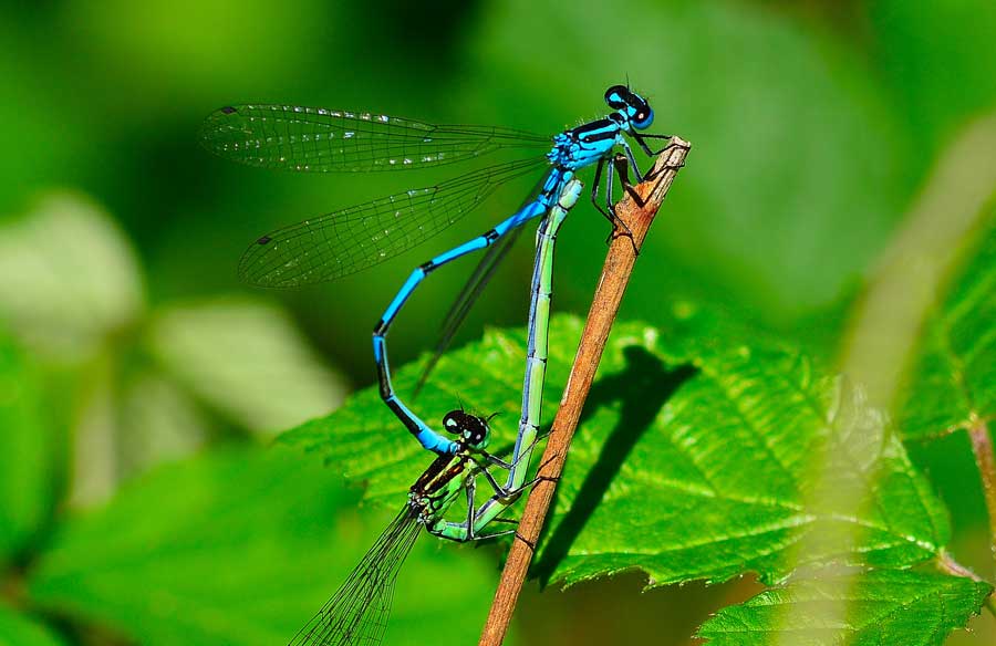 Platycnemis pennipes?