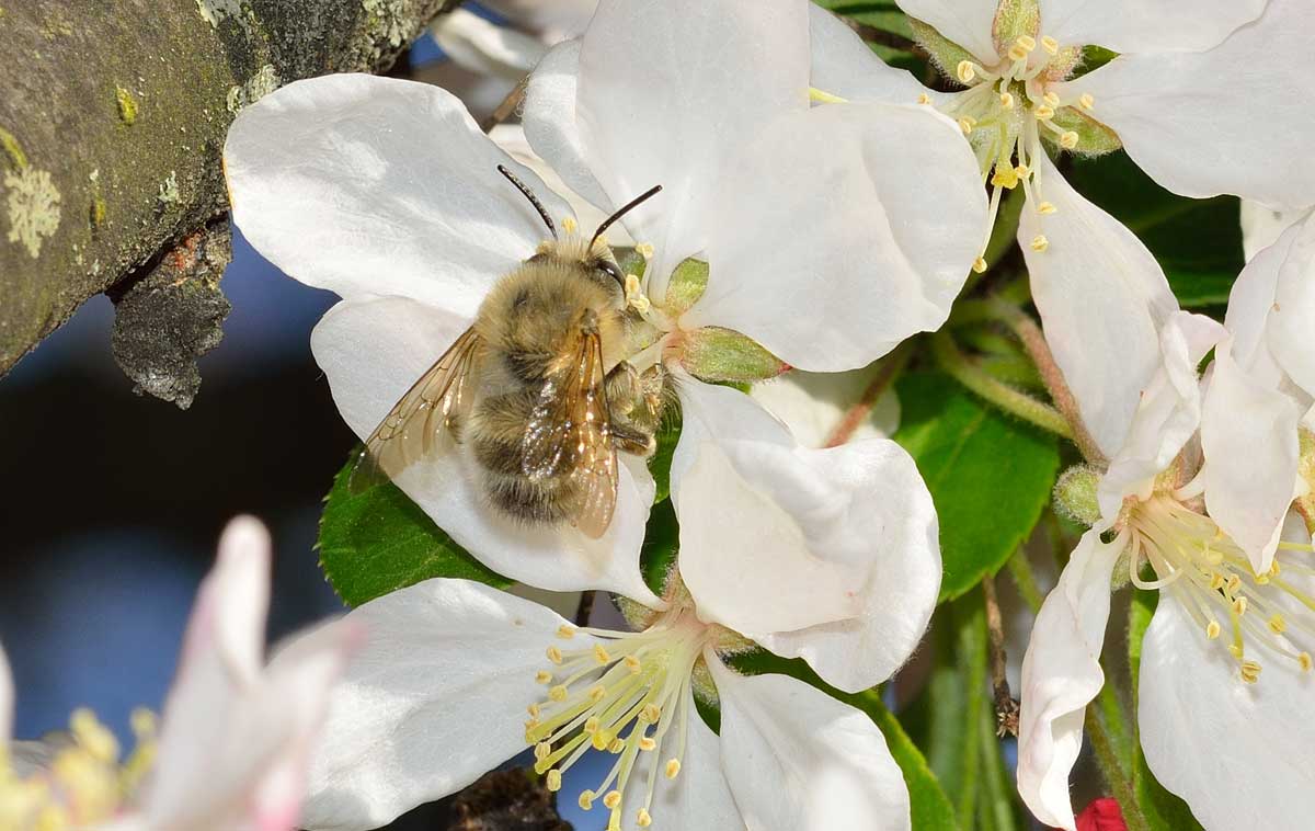 Maschio di Anthophora plumipes (cfr.), Apidae Anthophorinae