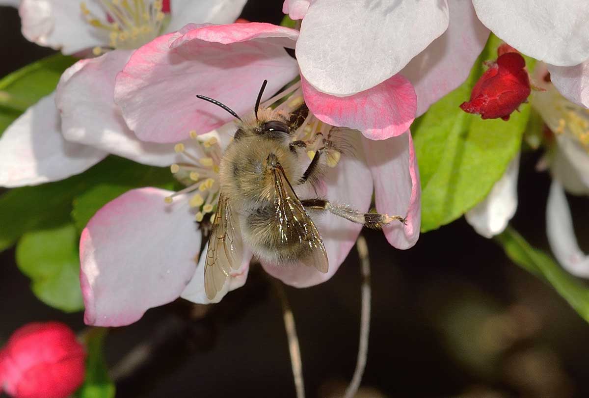 Maschio di Anthophora plumipes (cfr.), Apidae Anthophorinae