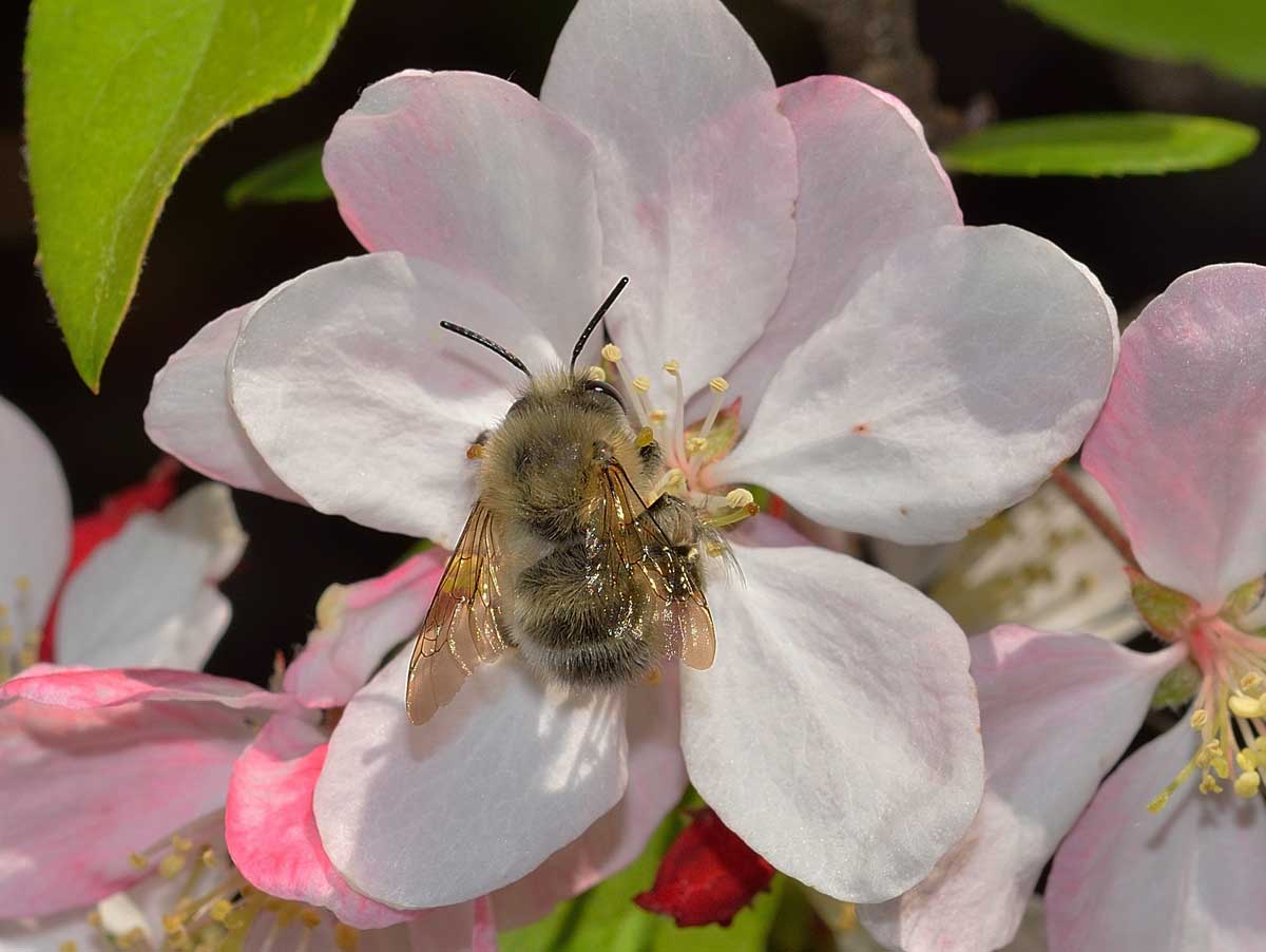 Maschio di Anthophora plumipes (cfr.), Apidae Anthophorinae