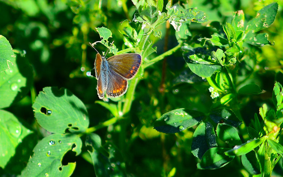 Polyommatus icarus ?