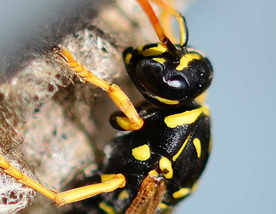 Polistes spp.