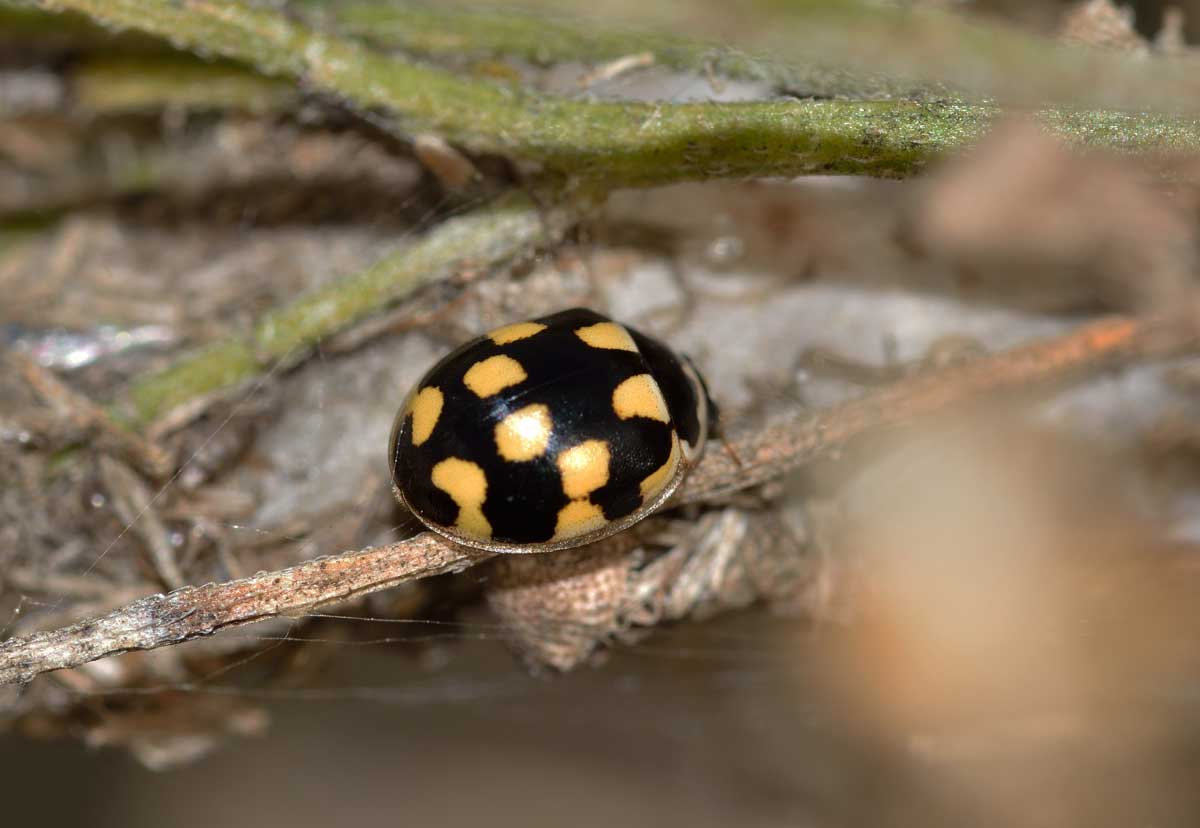 Propylea quatuordecimpunctata, Coccinellidae