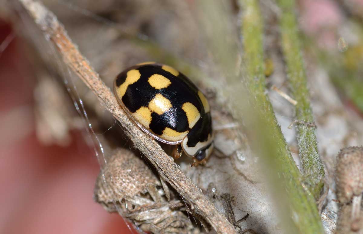 Propylea quatuordecimpunctata, Coccinellidae