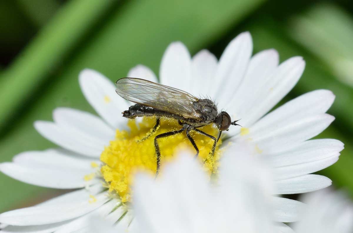 Empis sp.