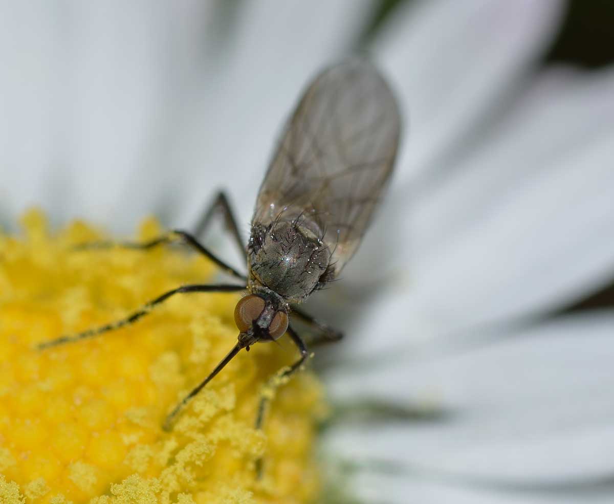 Empis sp.