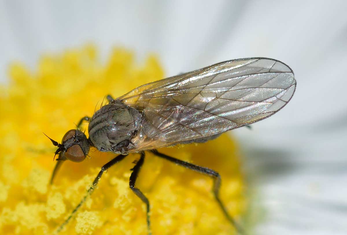 Empis sp.