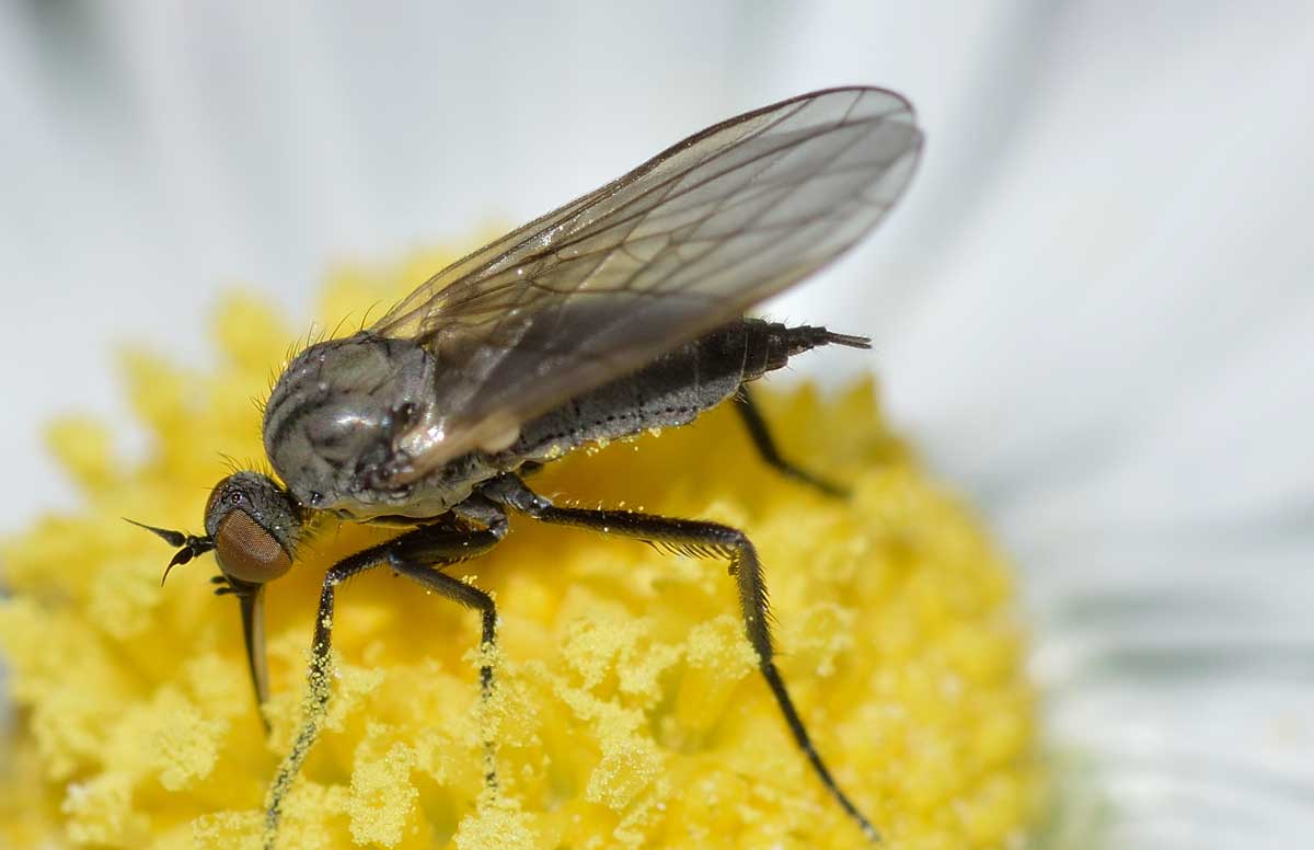 Empis sp.