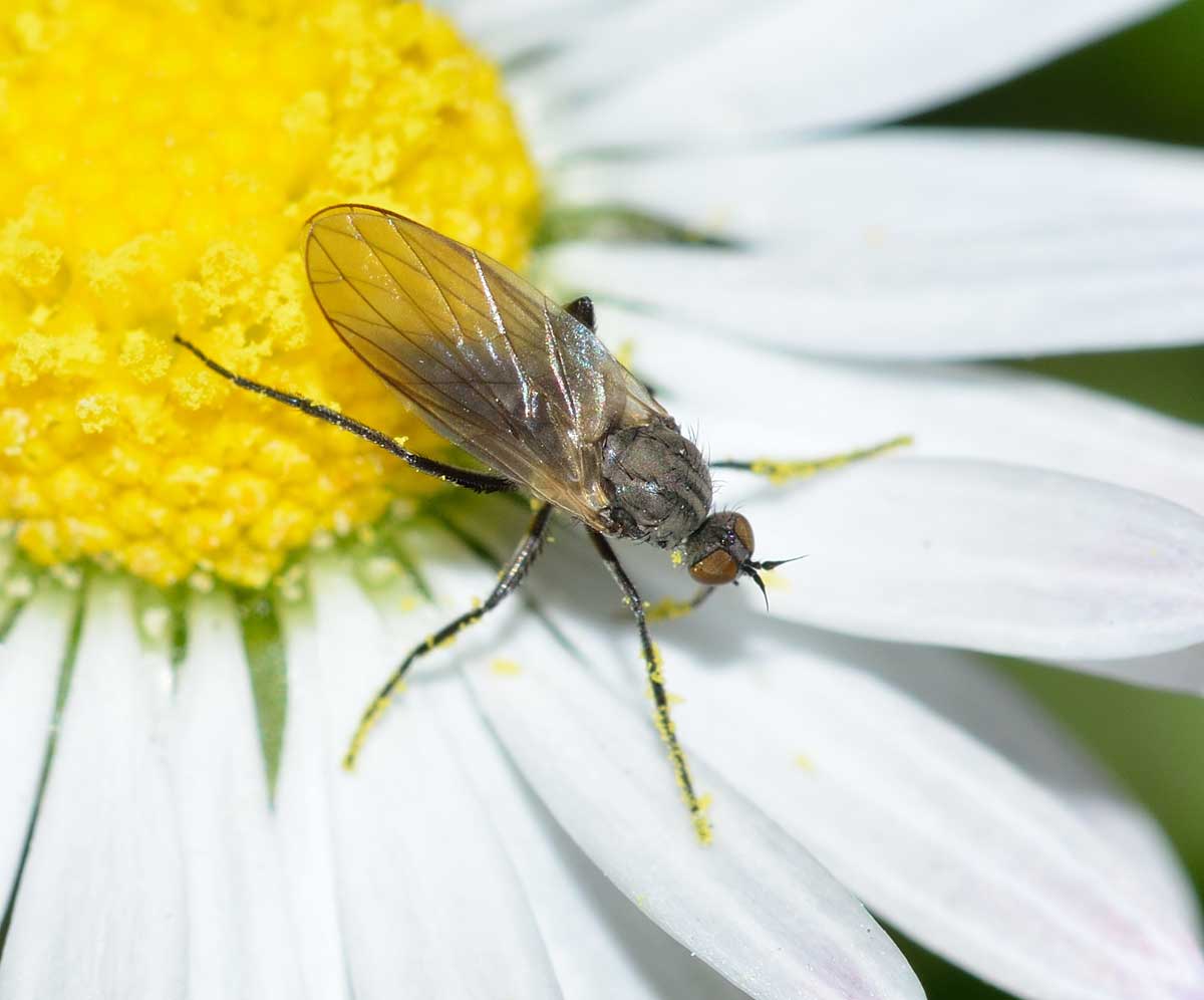 Empis sp.