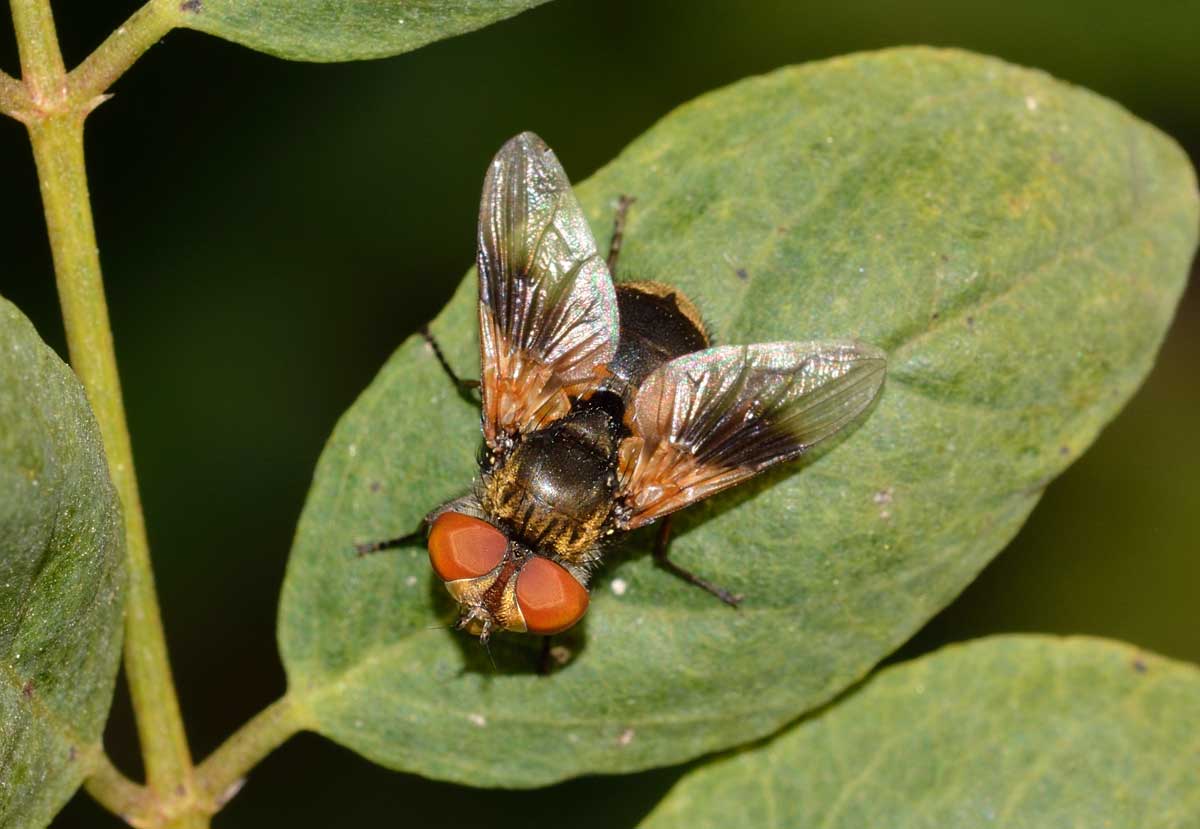 Ectophasia sp., Tachinidae