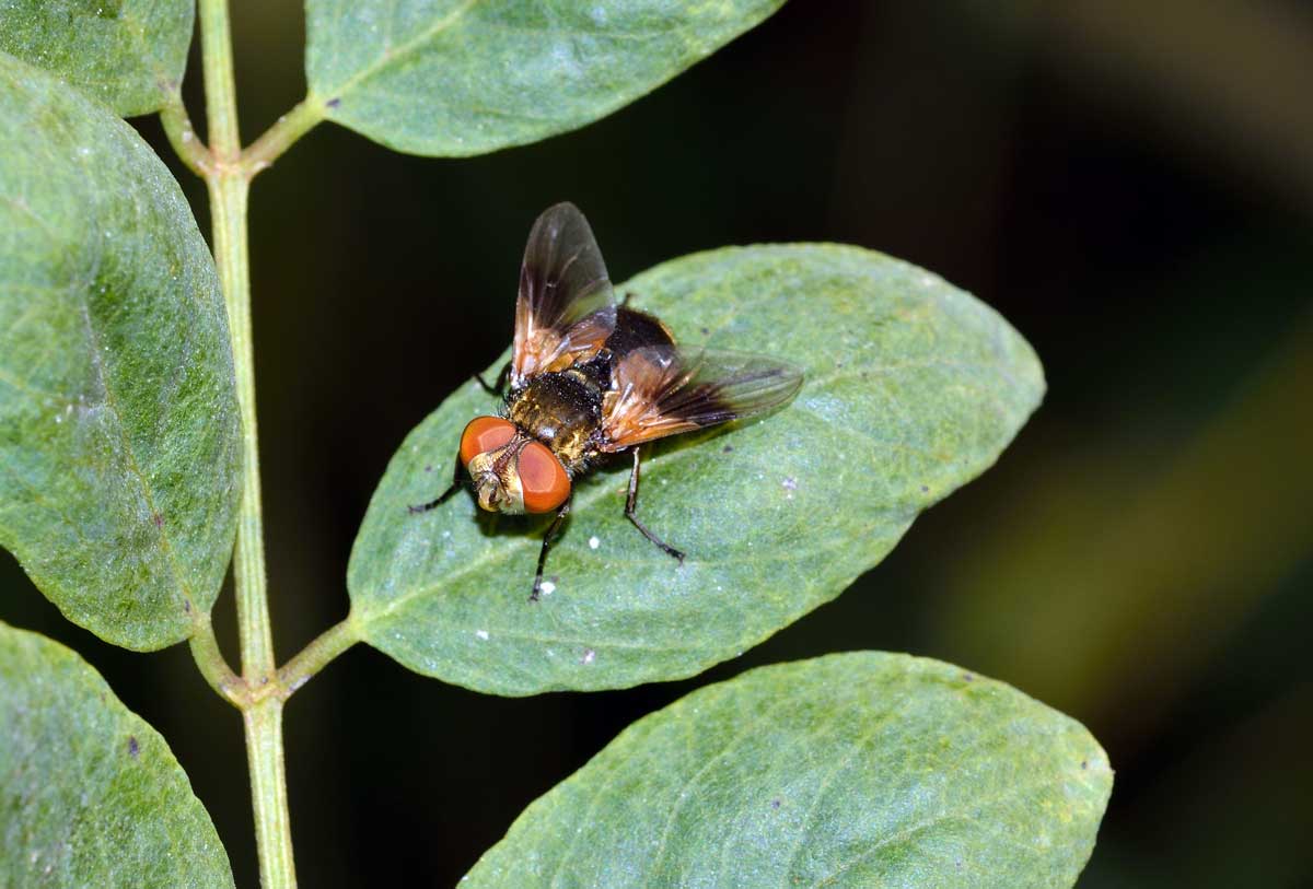 Ectophasia sp., Tachinidae