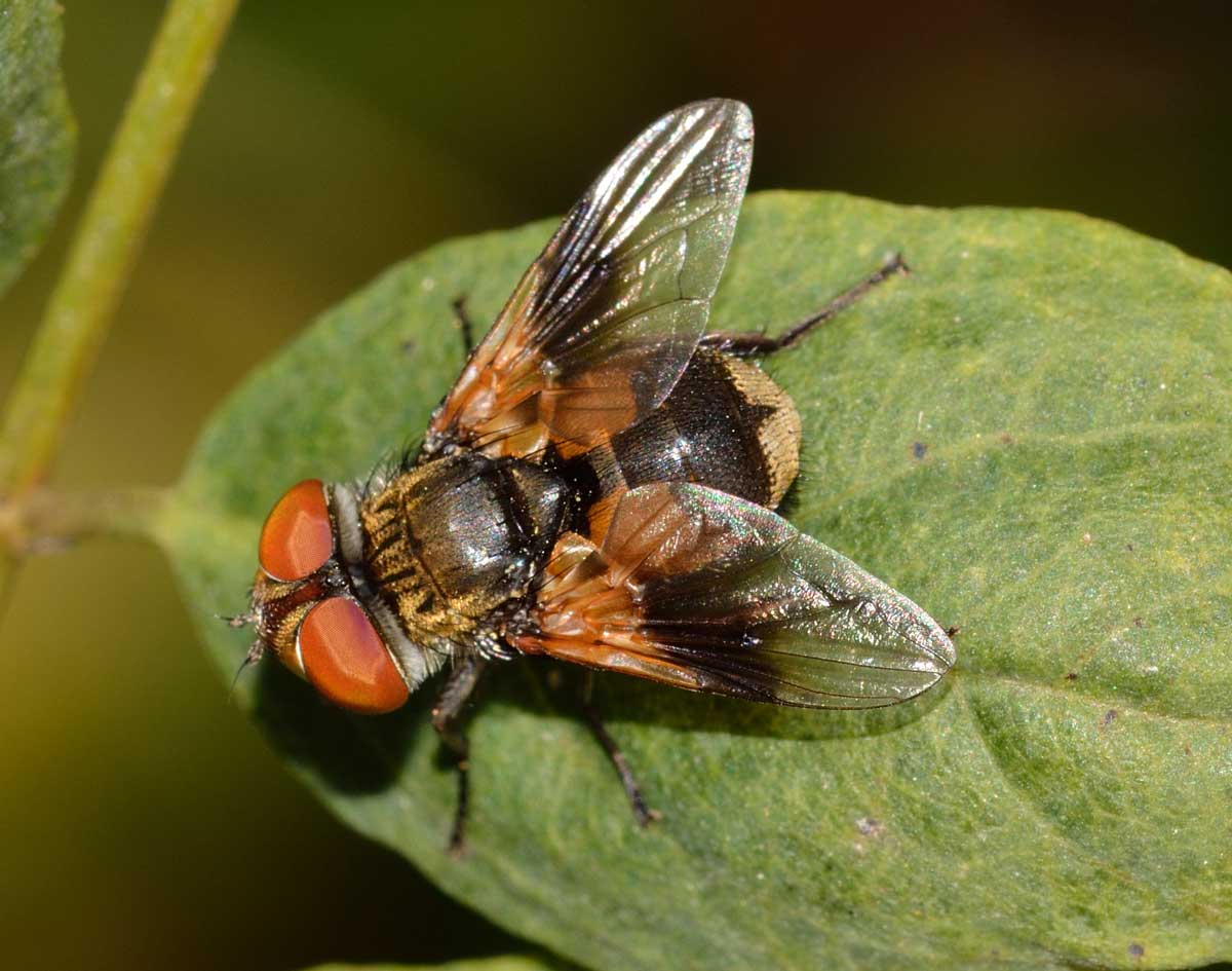 Ectophasia sp., Tachinidae