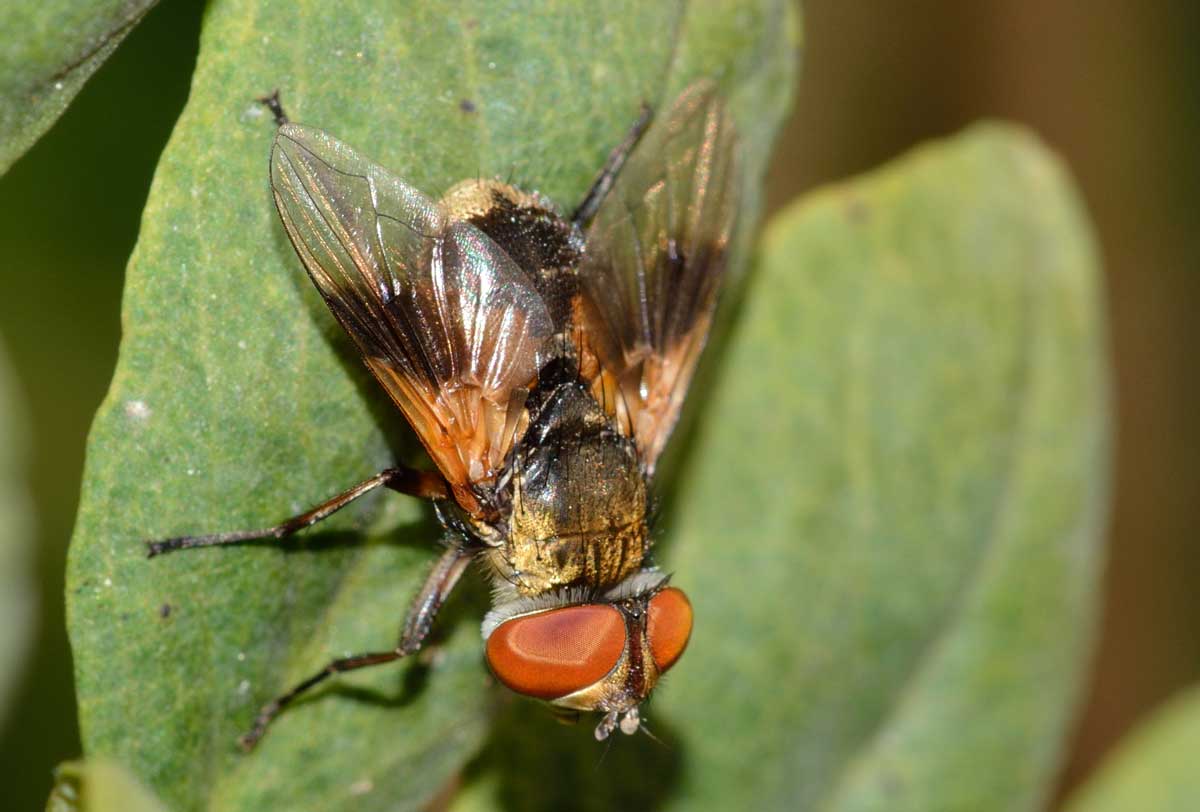 Ectophasia sp., Tachinidae