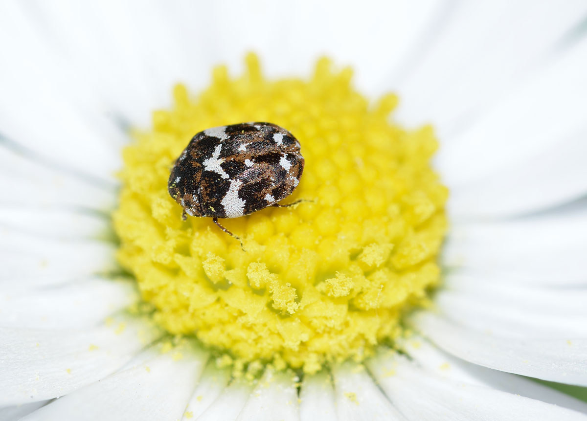 Anthrenus delicatus (cfr),  Dermestidae