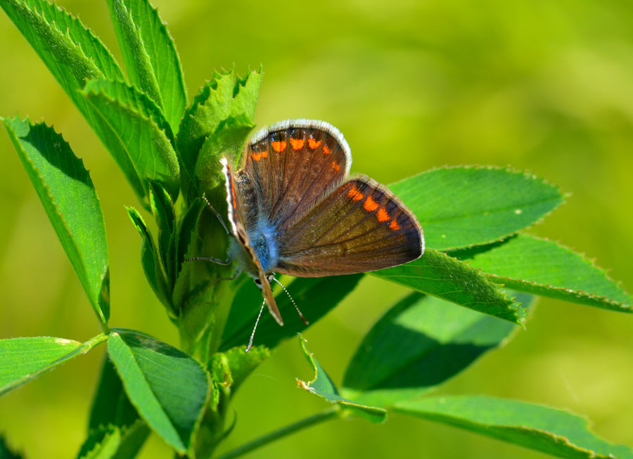 Polyommatus icarus ?