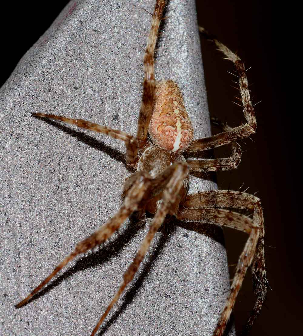 Araneus diadematus, maschio