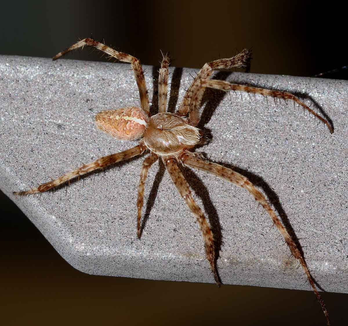 Araneus diadematus, maschio