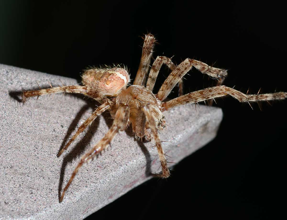 Araneus diadematus, maschio