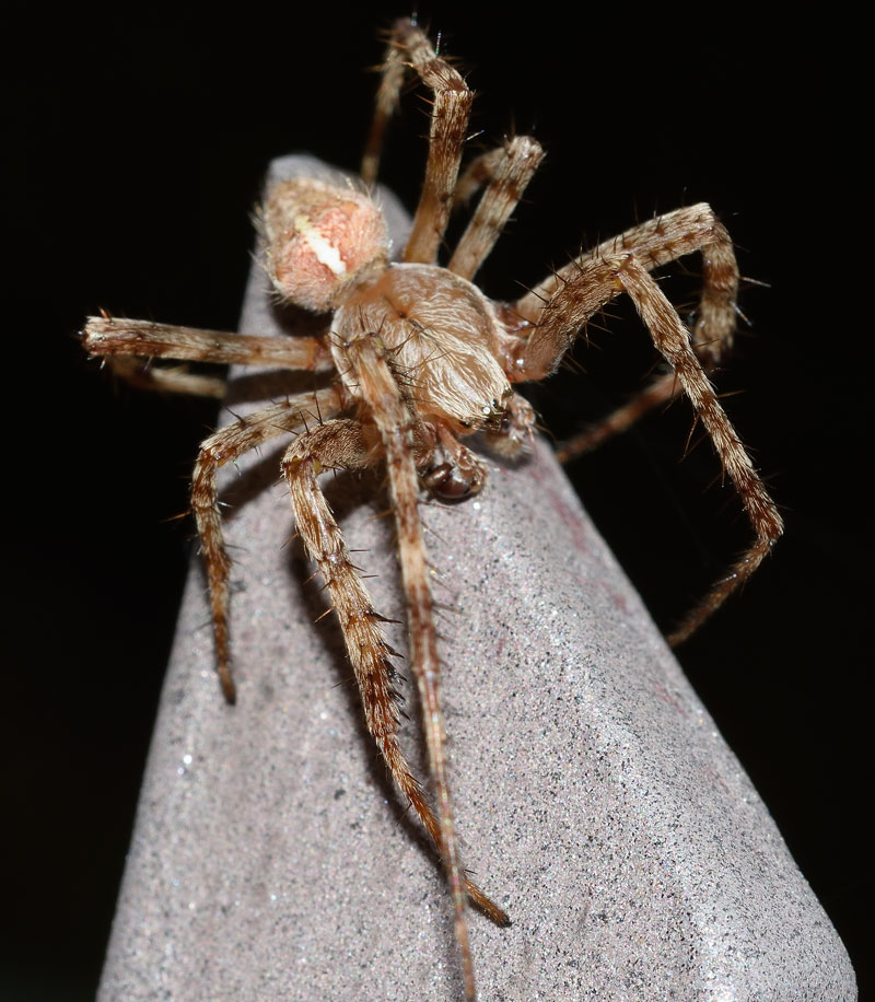 Araneus diadematus, maschio