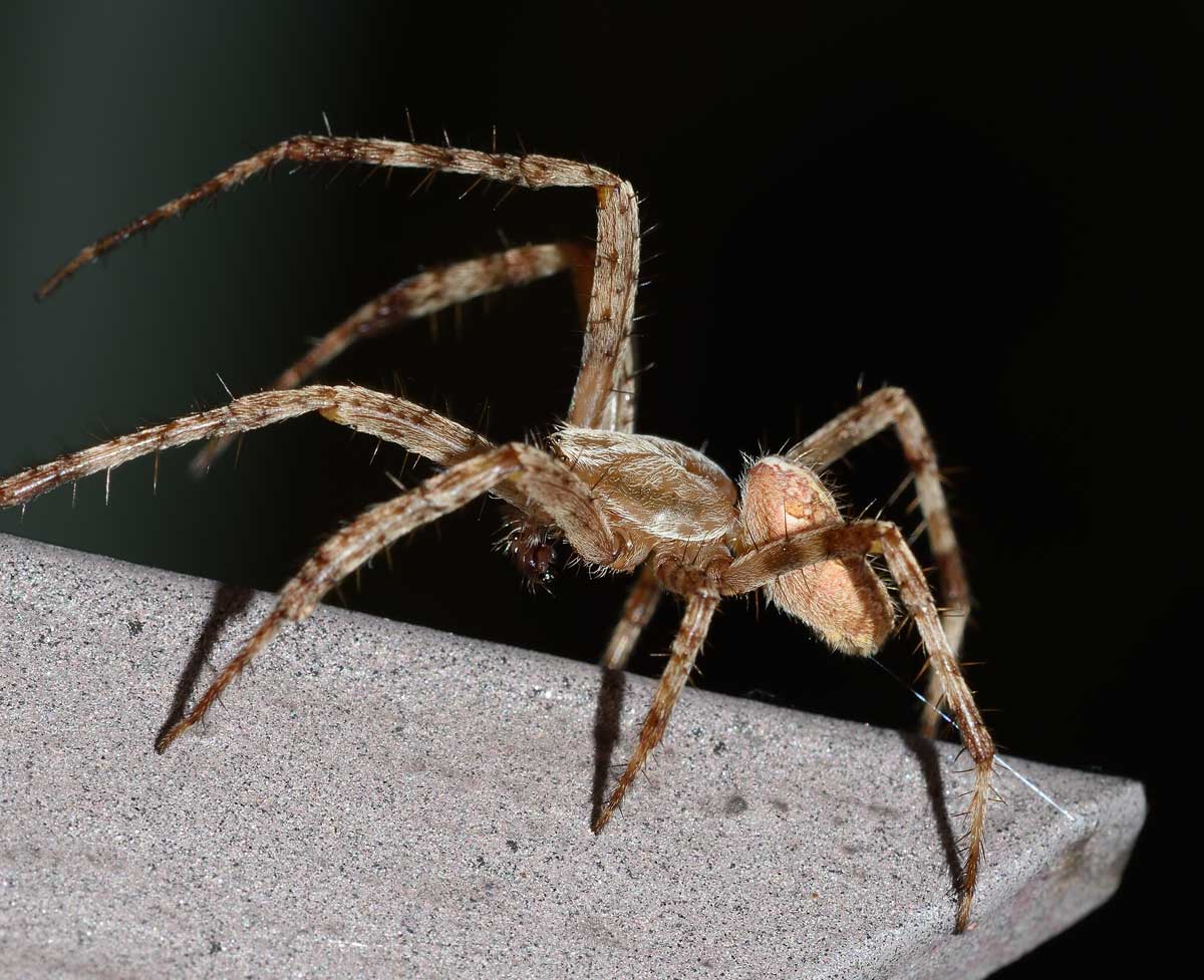 Araneus diadematus, maschio