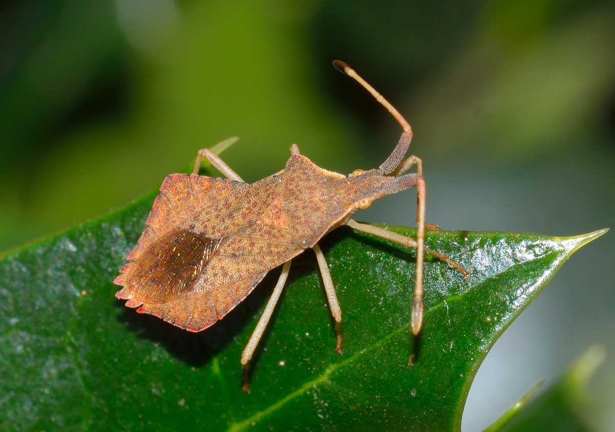 Coreidae: Syromastus rhombeus del Piemonte (NO)