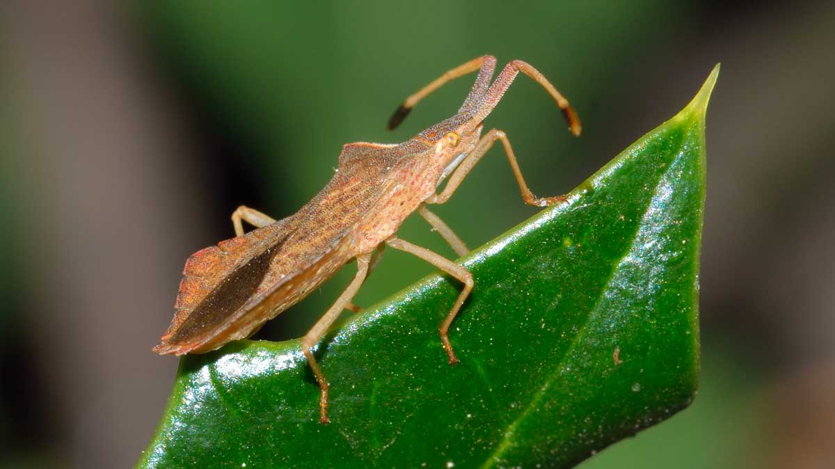 Coreidae: Syromastus rhombeus del Piemonte (NO)