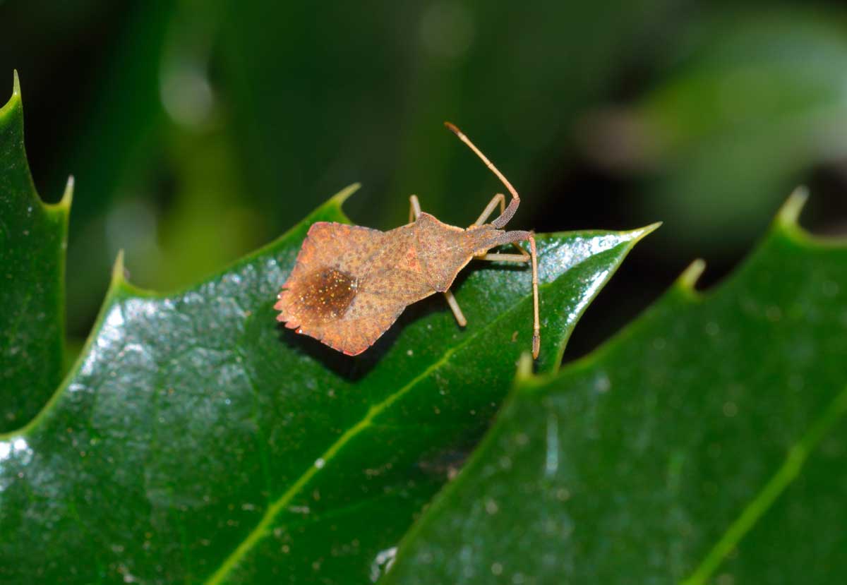 Coreidae: Syromastus rhombeus del Piemonte (NO)