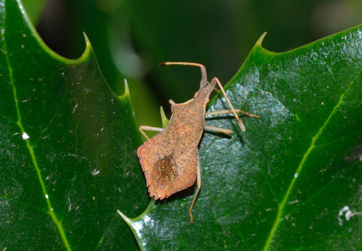 Coreidae: Syromastus rhombeus del Piemonte (NO)