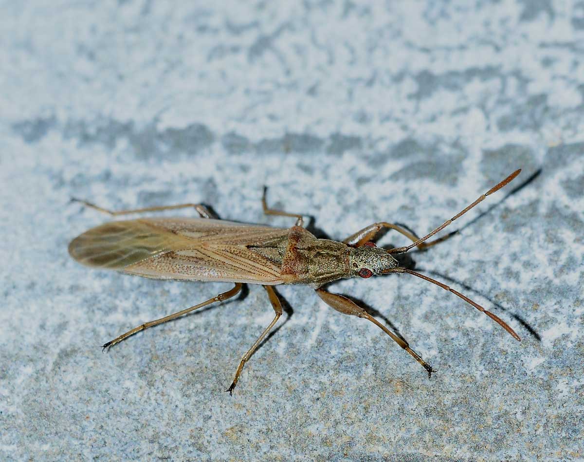 Lygaeidae: Paromius gracilis