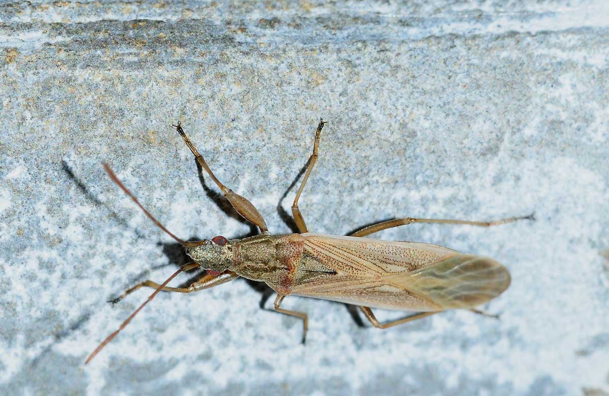 Lygaeidae: Paromius gracilis