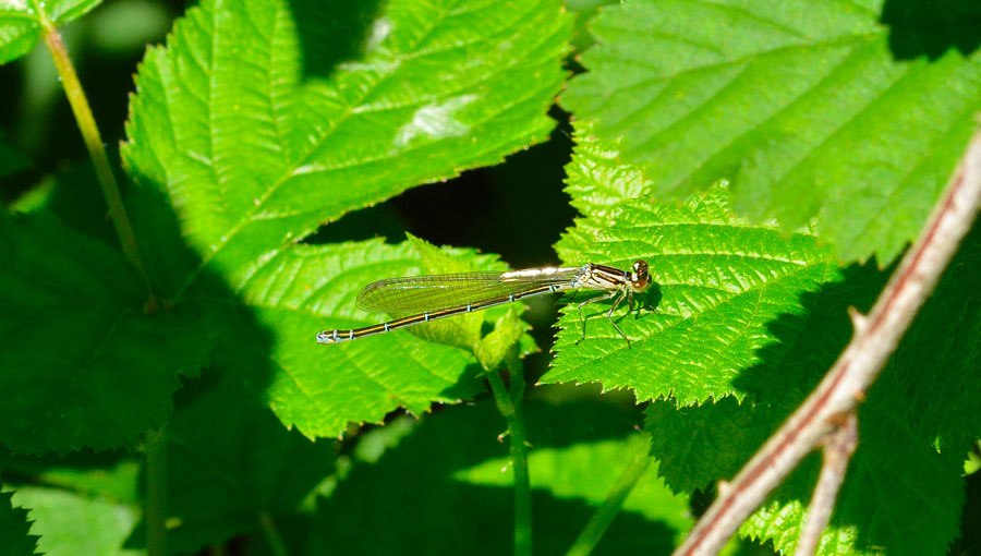 Da identificare: Coenagrion puella