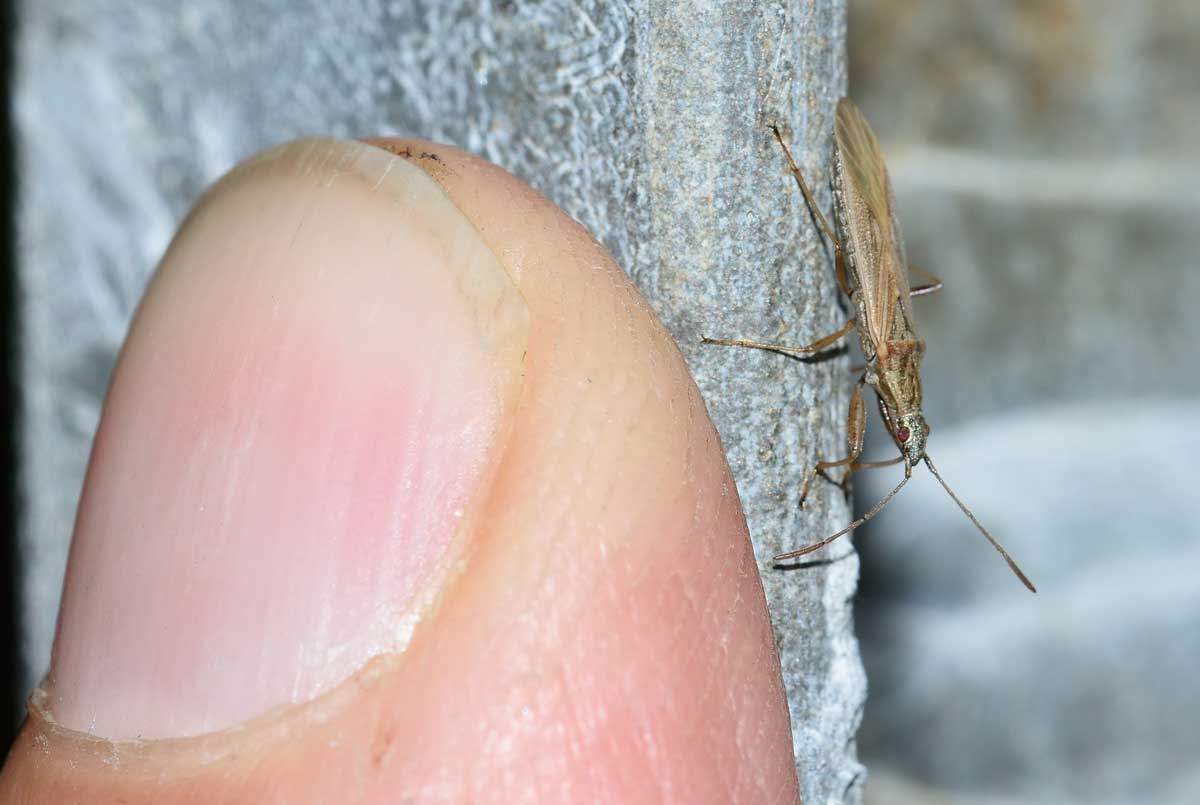 Lygaeidae: Paromius gracilis