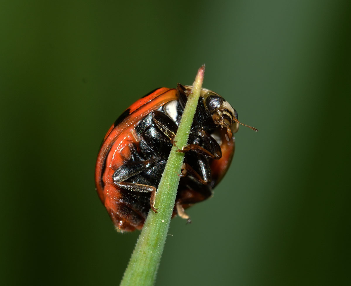 Prima coccinella