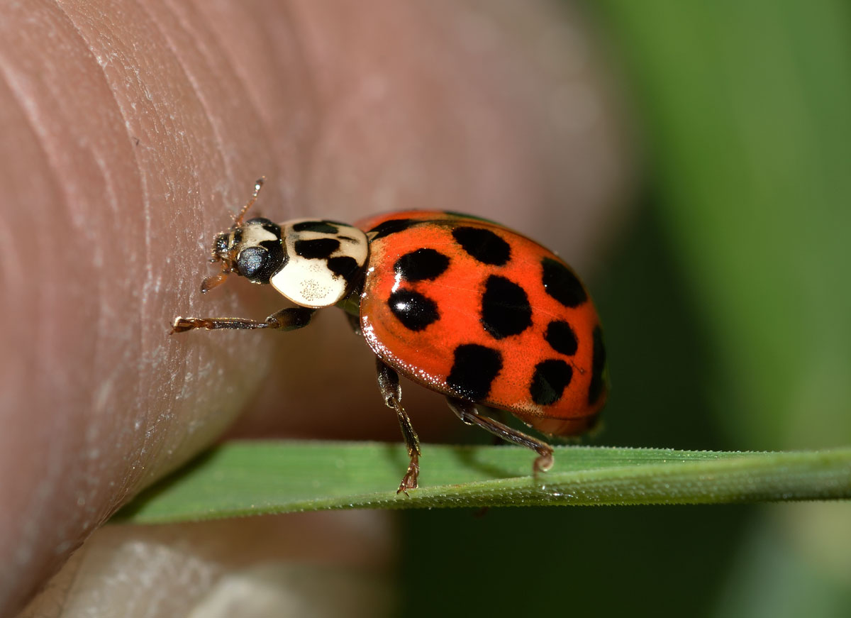 Prima coccinella