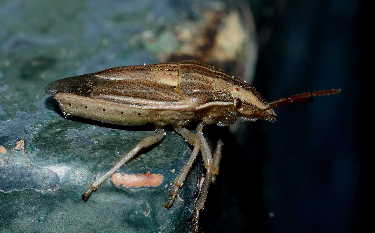 Pentatomidae:  Aelia acuminata