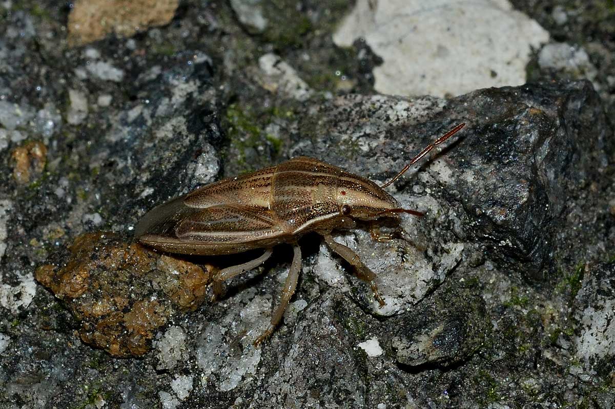 Pentatomidae:  Aelia acuminata