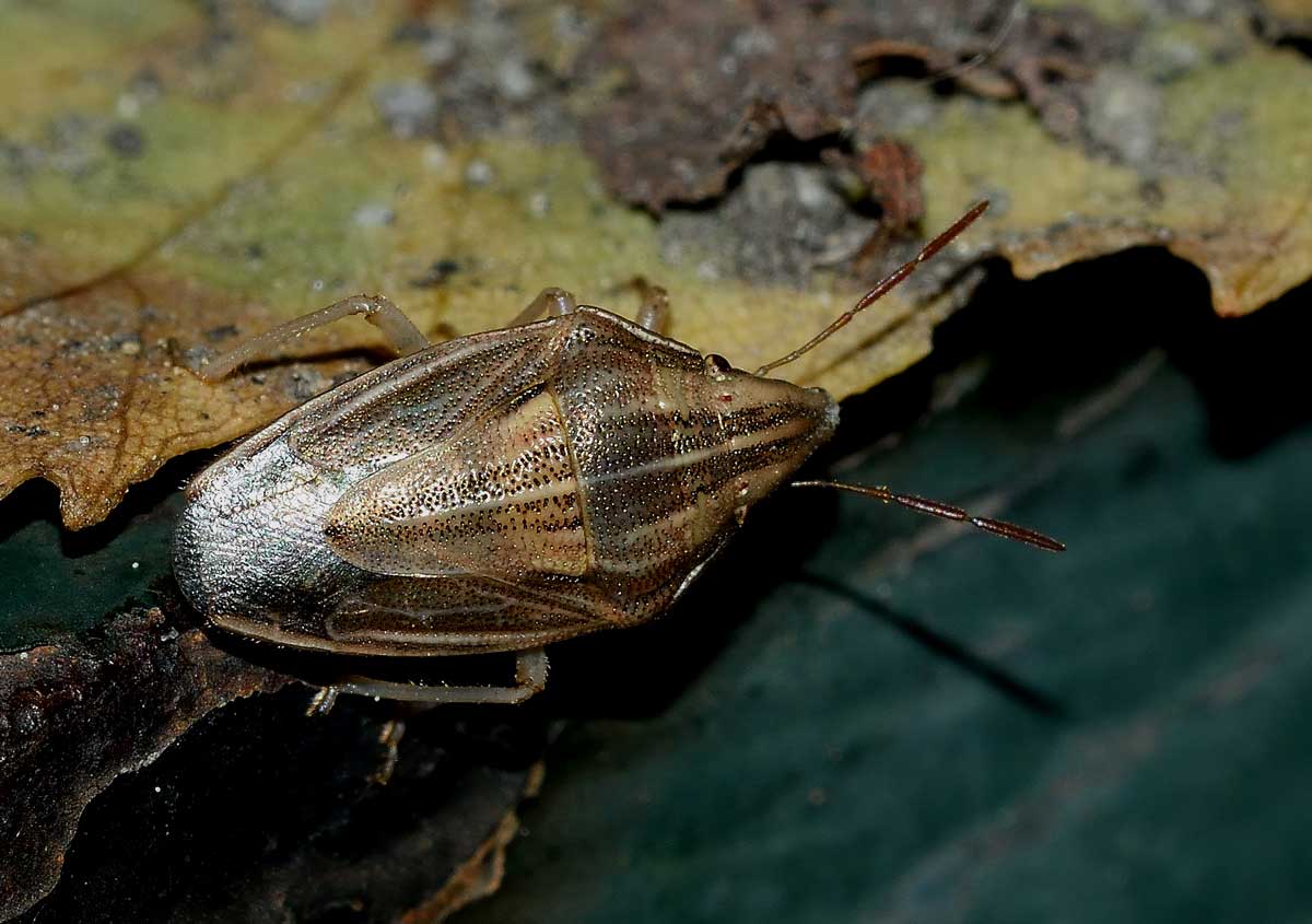 Pentatomidae:  Aelia acuminata