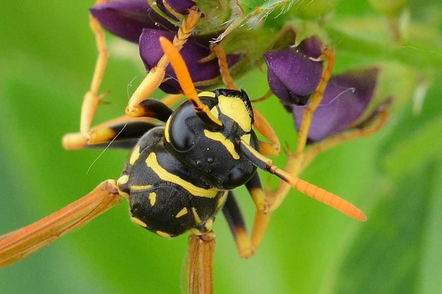 Polistes spp.