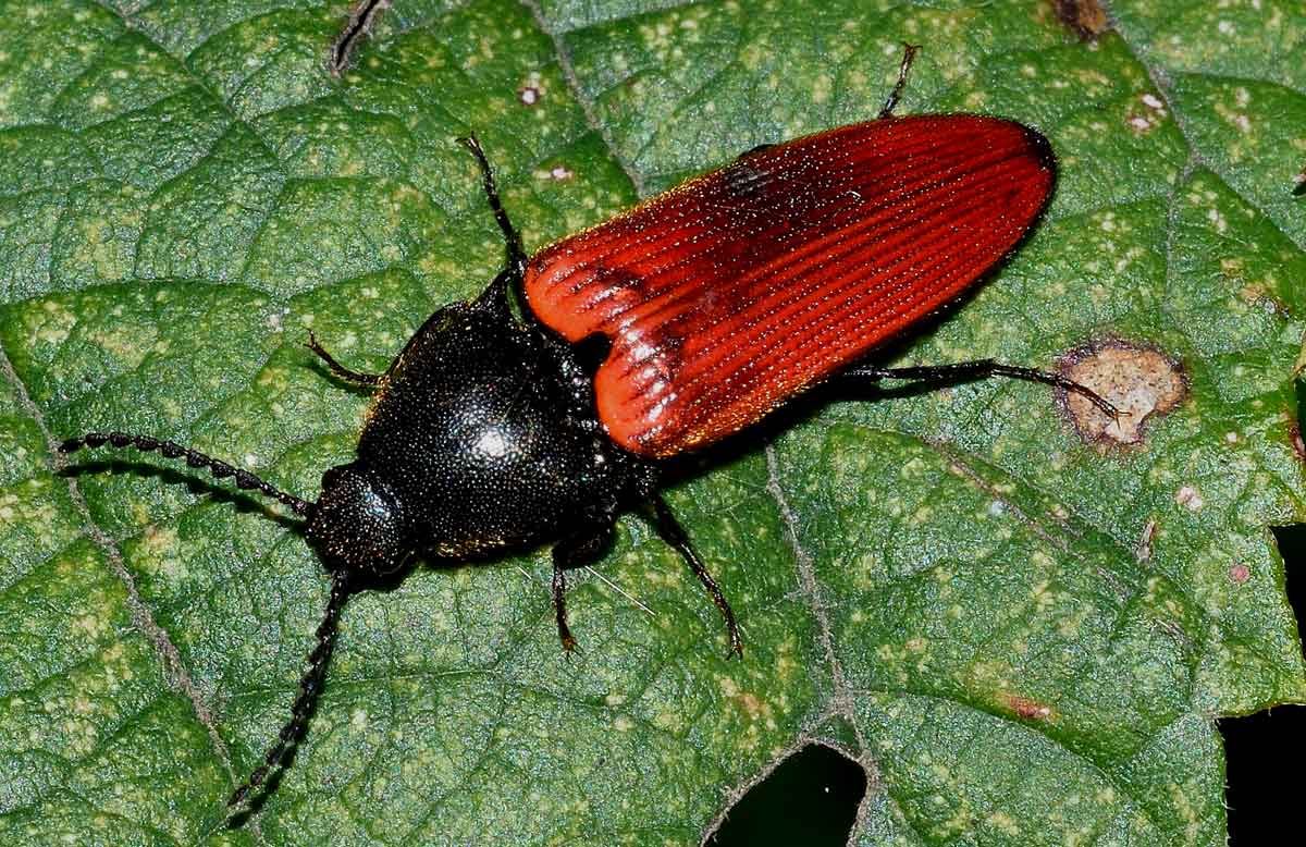 Ampedus cinnaberinus (cf.), Elateridae