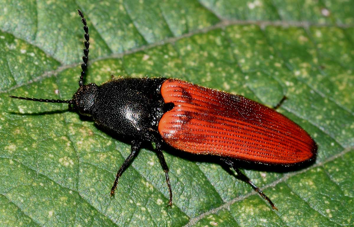 Ampedus cinnaberinus (cf.), Elateridae