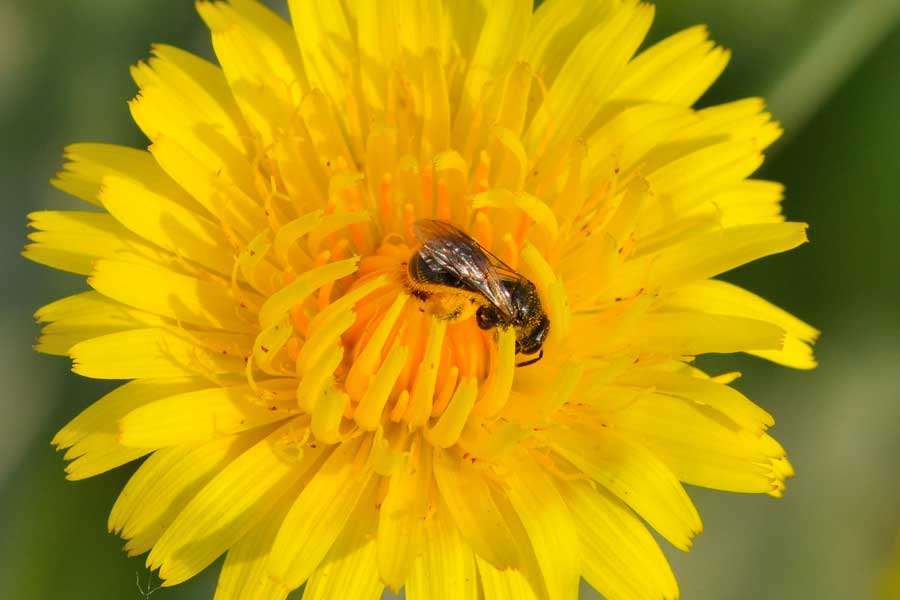 Apidae Halictinae: Lasioglossum  sp. e Halictus cfr. scabiosae