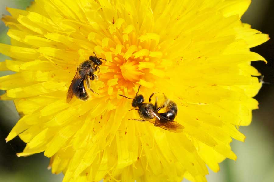 Apidae Halictinae: Lasioglossum  sp. e Halictus cfr. scabiosae