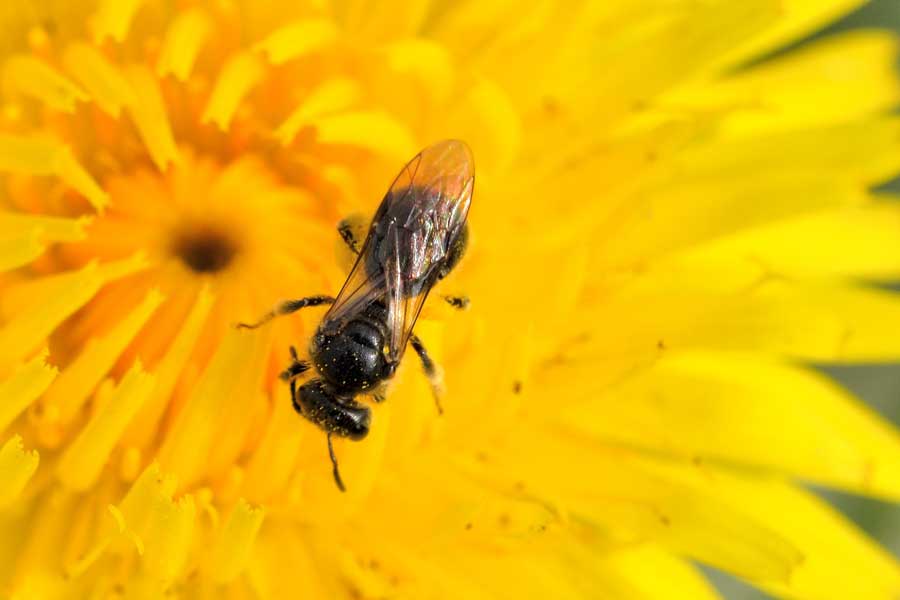 Apidae Halictinae: Lasioglossum  sp. e Halictus cfr. scabiosae