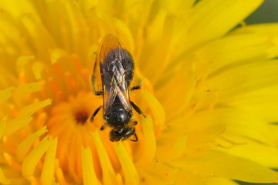 Apidae Halictinae: Lasioglossum  sp. e Halictus cfr. scabiosae