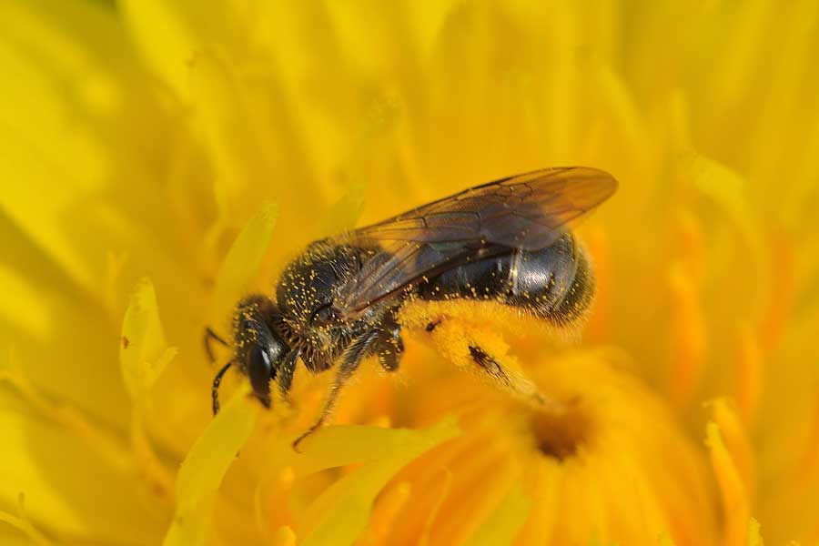 Apidae Halictinae: Lasioglossum  sp. e Halictus cfr. scabiosae