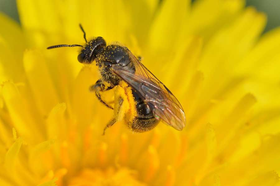 Apidae Halictinae: Lasioglossum  sp. e Halictus cfr. scabiosae