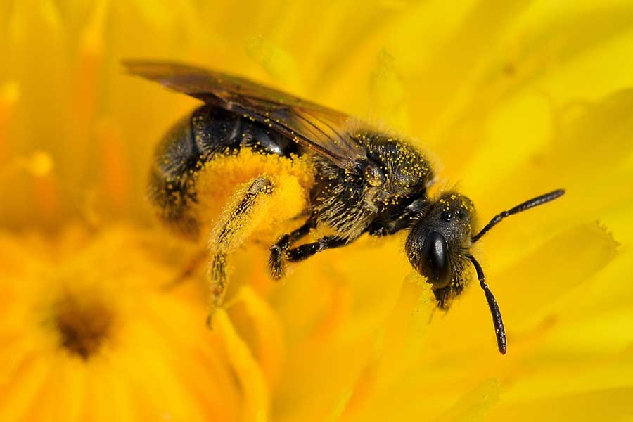 Apidae Halictinae: Lasioglossum  sp. e Halictus cfr. scabiosae